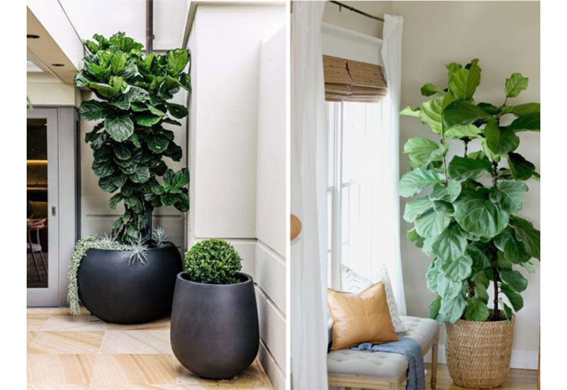 8 cây thanh lọc không khí nên trồng trong phòng ngủ 